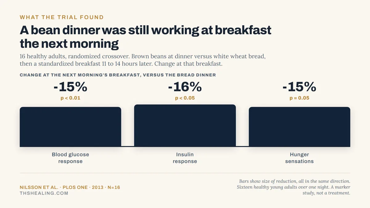 Bar chart showing a bean dinner reduced next-morning breakfast glucose response by 15%, insulin by 16% and hunger by 15% versus a white bread dinner