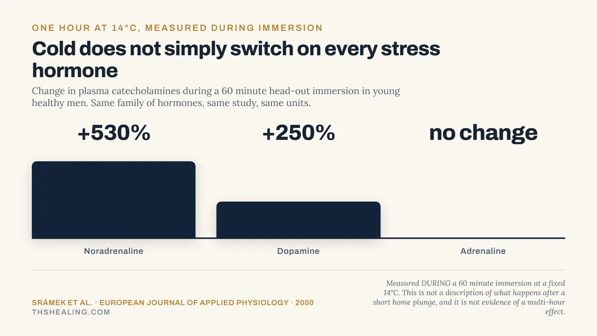 Bar chart showing noradrenaline up 530 percent, dopamine up 250 percent, and adrenaline unchanged during a 60 minute immersion at 14 degrees