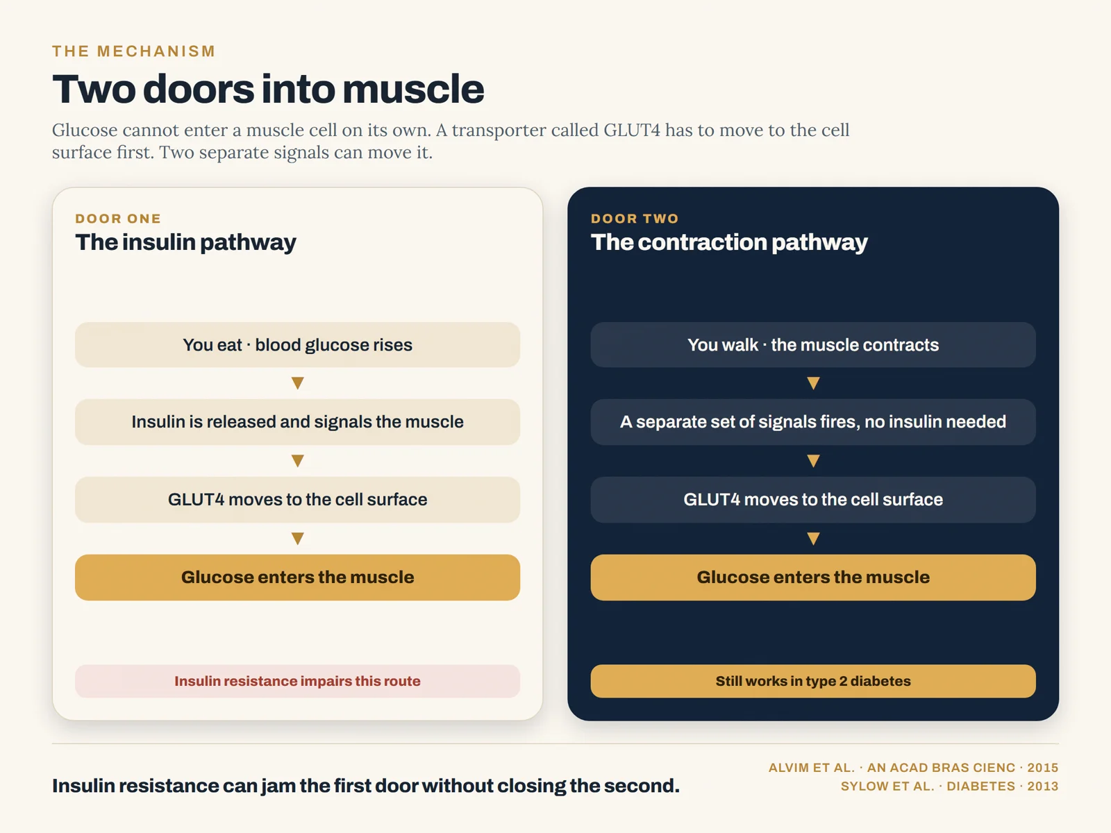 Diagram comparing two pathways that move GLUT4 to the muscle cell surface: the insulin pathway, impaired by insulin resistance, and the contraction pathway, which still works