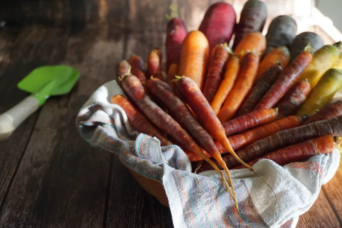 A cloth-lined basket of freshly dug carrots in orange, purple and cream on a weathered wooden table